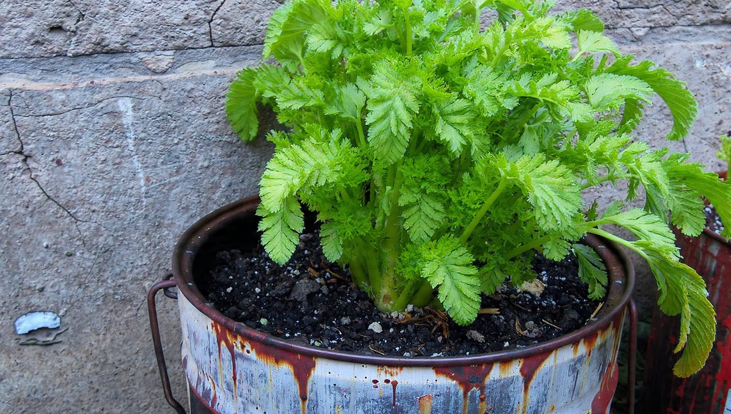 Old Paint Can? Don’t Throw It Away! Grow Carrots This Way — A Clever Urban Gardening Hack