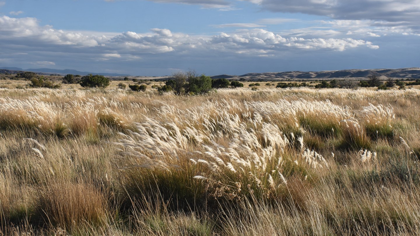 Over 1 Million Native Grasses Reintroduced On Degraded Plains Are Holding Soil, Retaining Water And Preventing Desertification