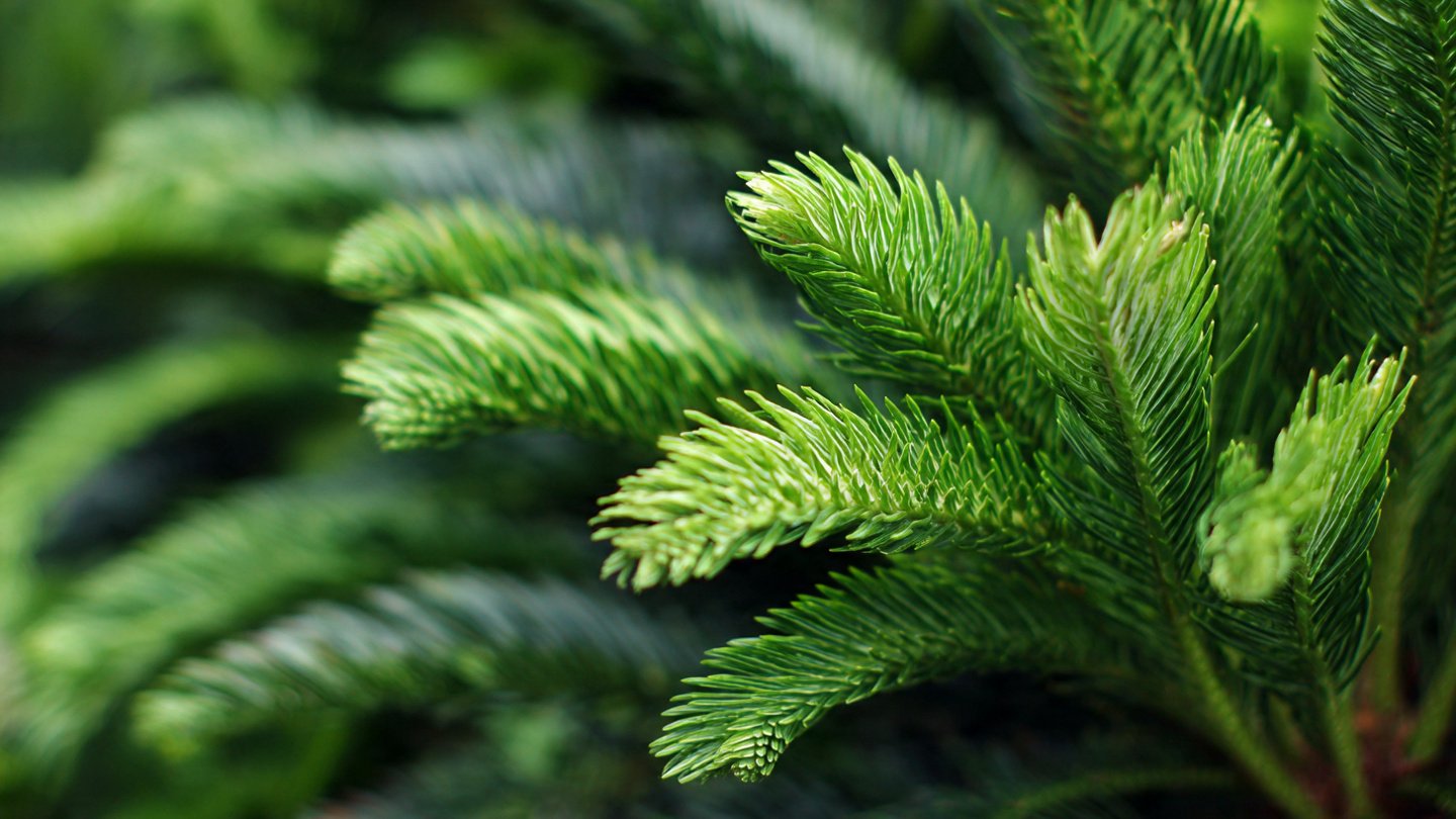 Secrets to Effortlessly Cultivate Norfolk Pine in Your Open Garden Space