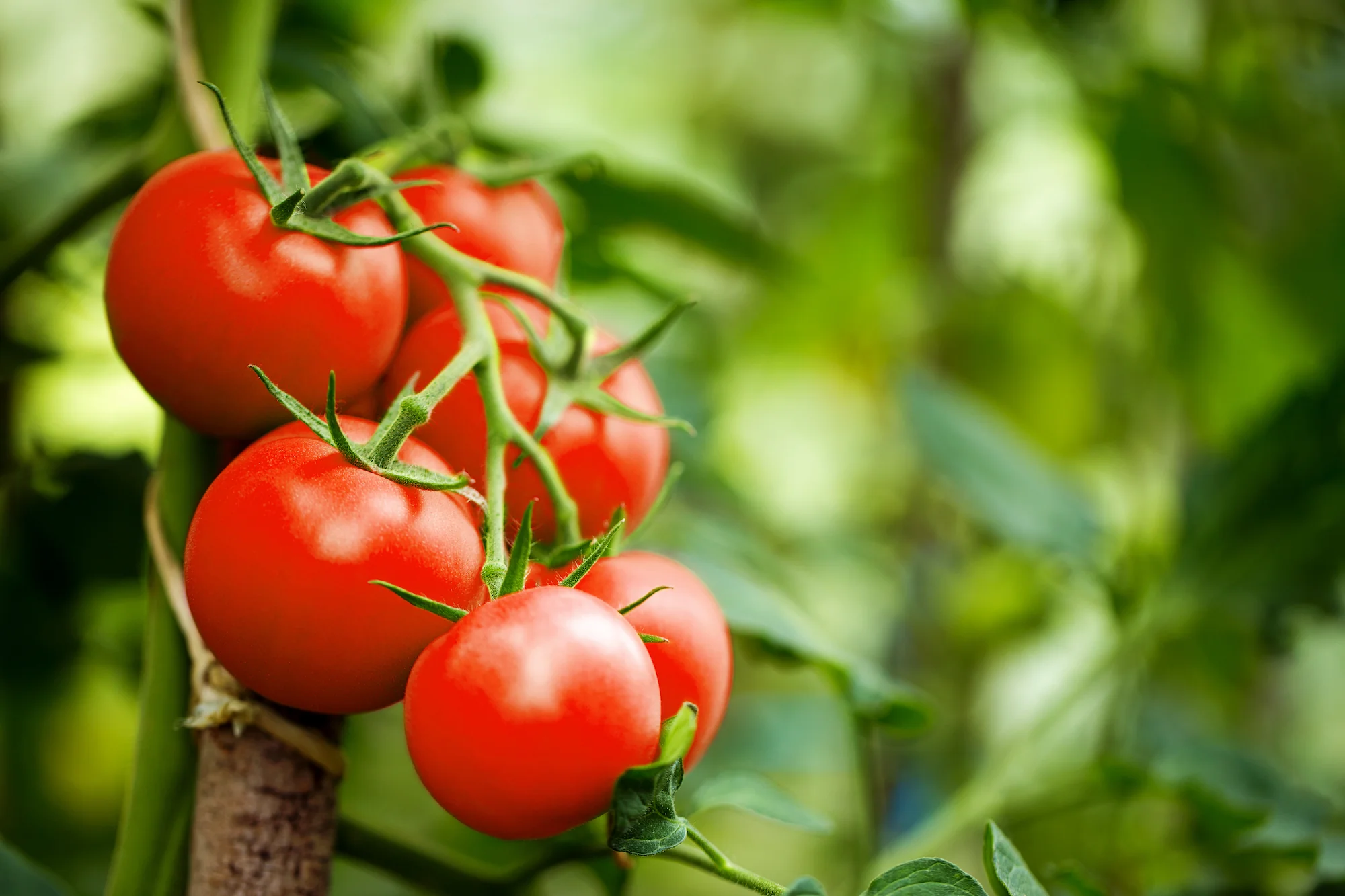 With A Little Soil, Year-Round Bountiful Tomatoes, No Watering Required – The Complete Guide