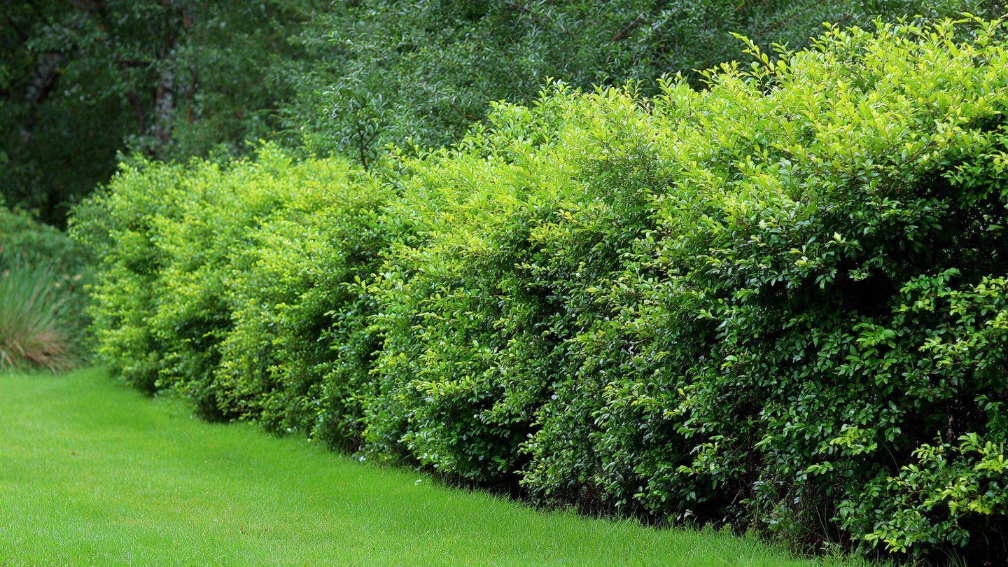 Simple Guide to Growing Privet as a Living Fence for Maximum Privacy and Beauty