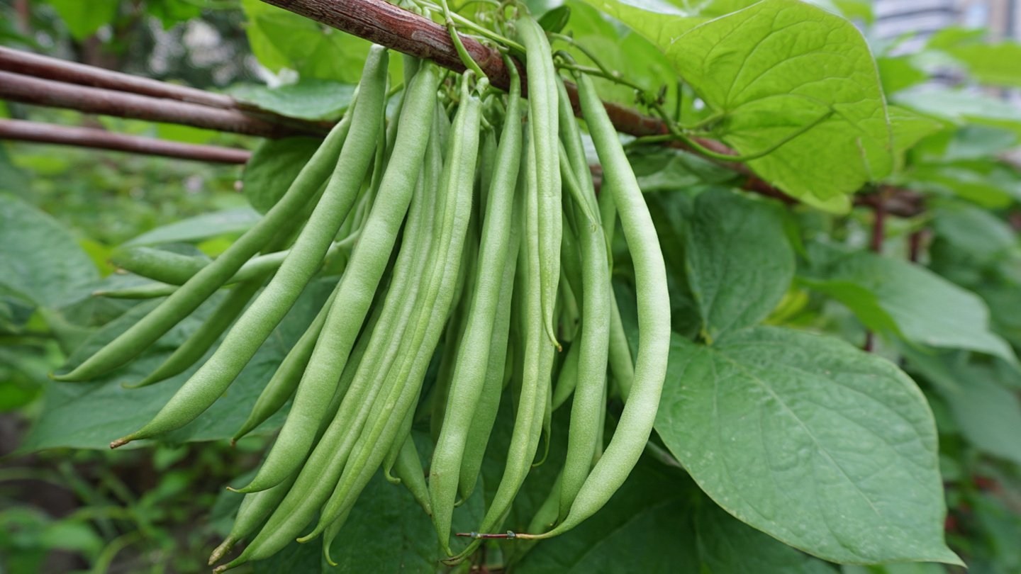 Simple Method to Make Yardlong Beans Fruit Massively – Unexpected Secret That Works!