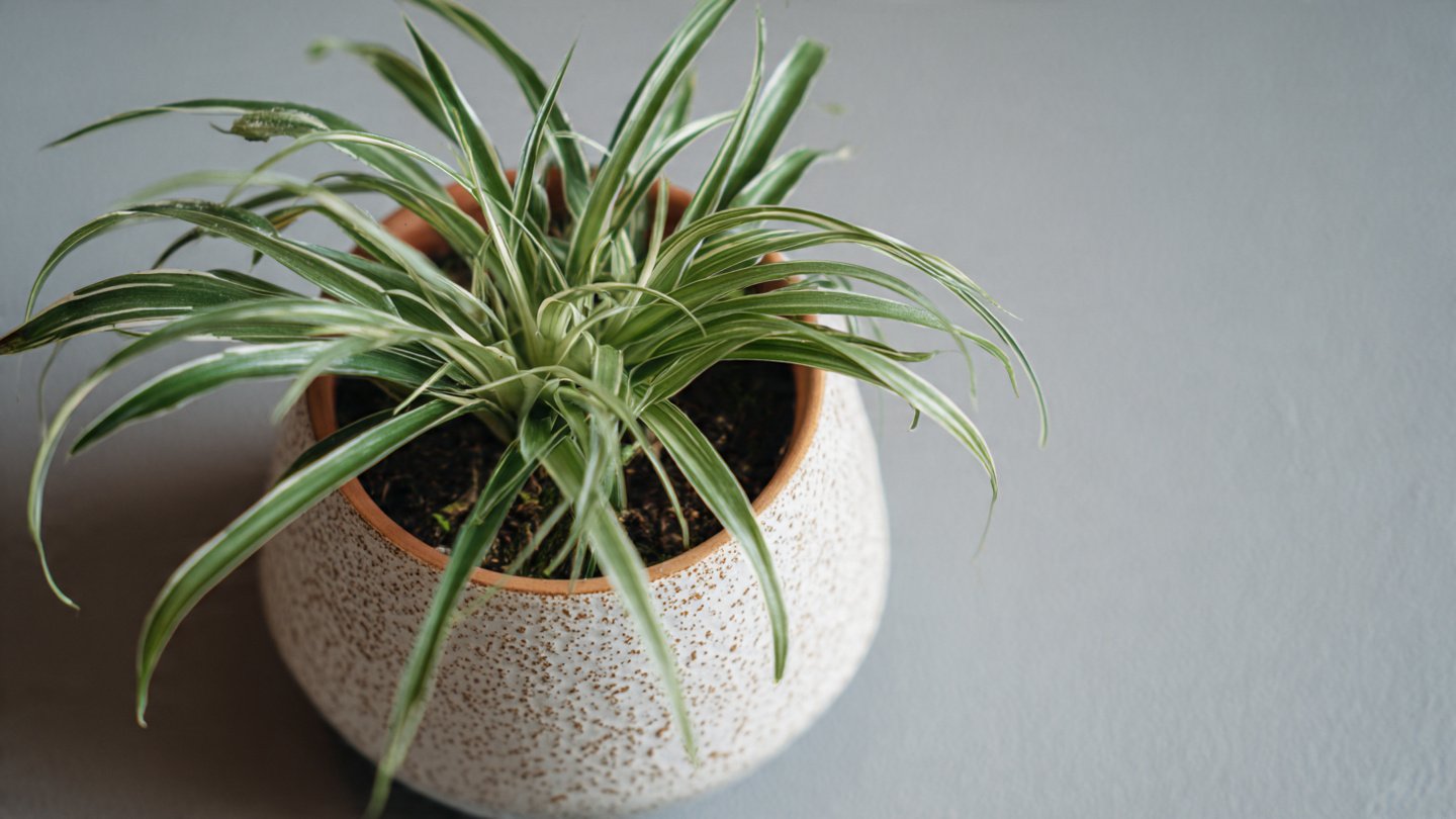 Simple Methods for Cultivating Healthy Spider Plant Offspring at Home