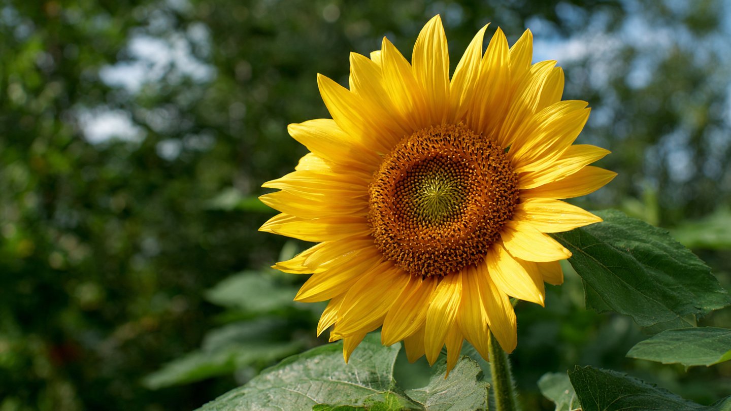 Simple Steps for Growing the Majestic Giant Sunflower Variety in Your Garden