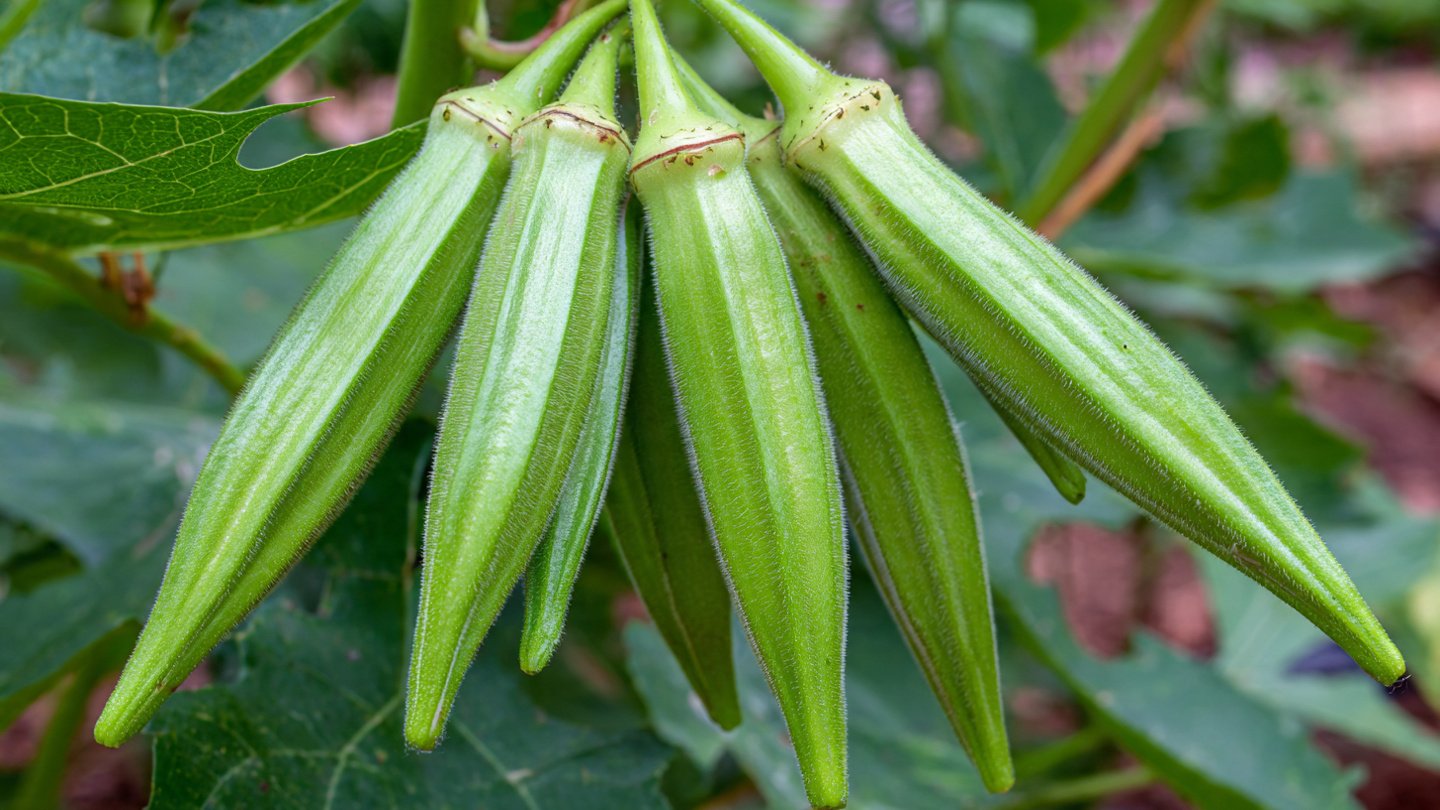 Simple Strategies for Growing Delicious Okra Tender Pods at Home