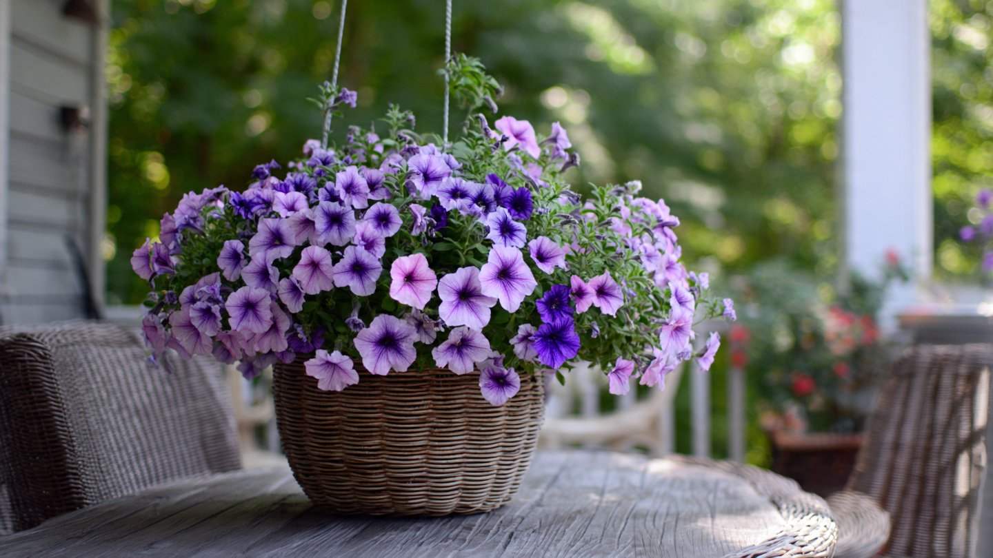 Simple Strategies to Keep Your Petunias Cool During the Hottest Days of Summer