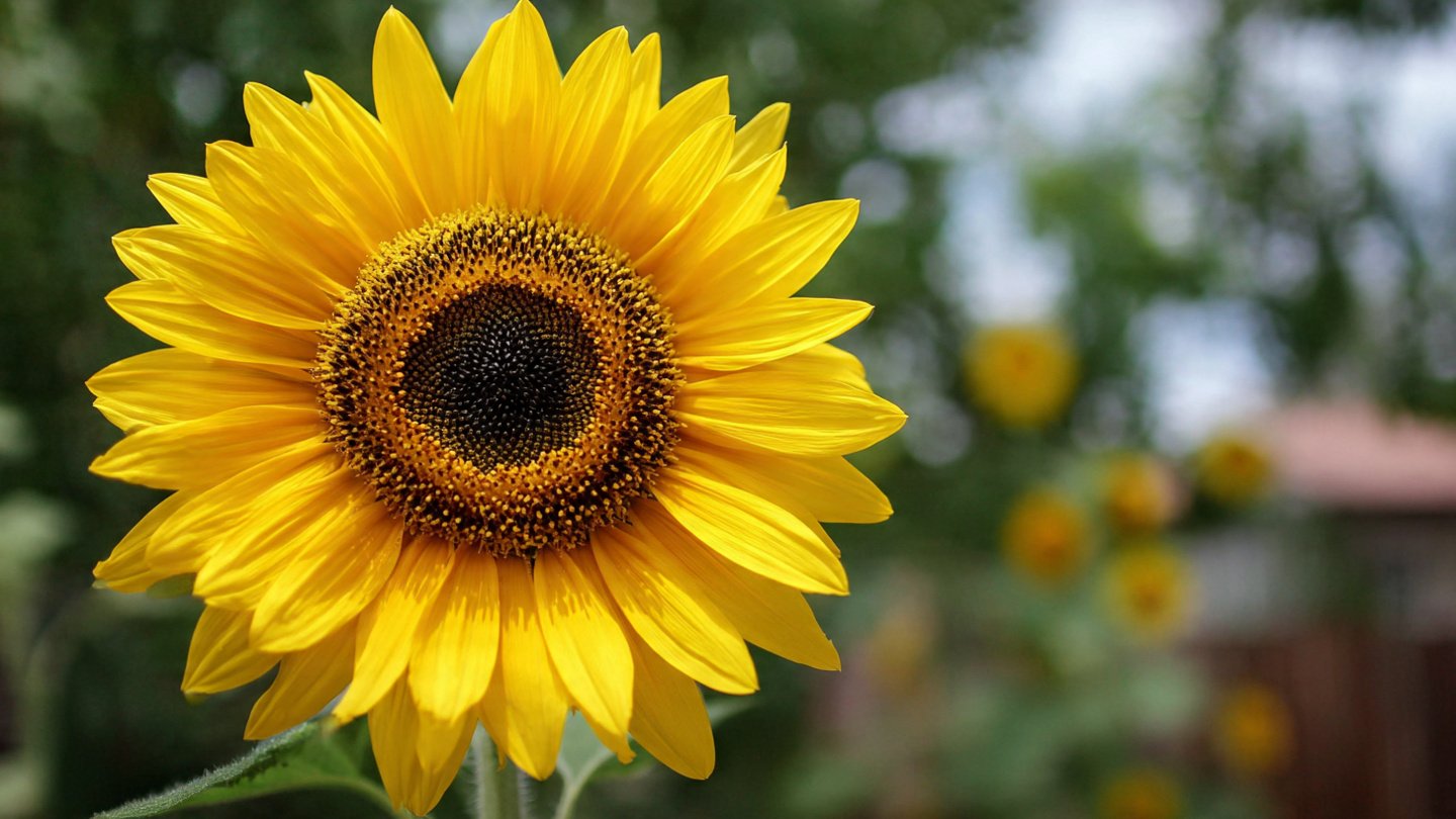 Sunflower Time-Lapse: Day 31 to Full Bloom | [FOCUS KEYWORD]