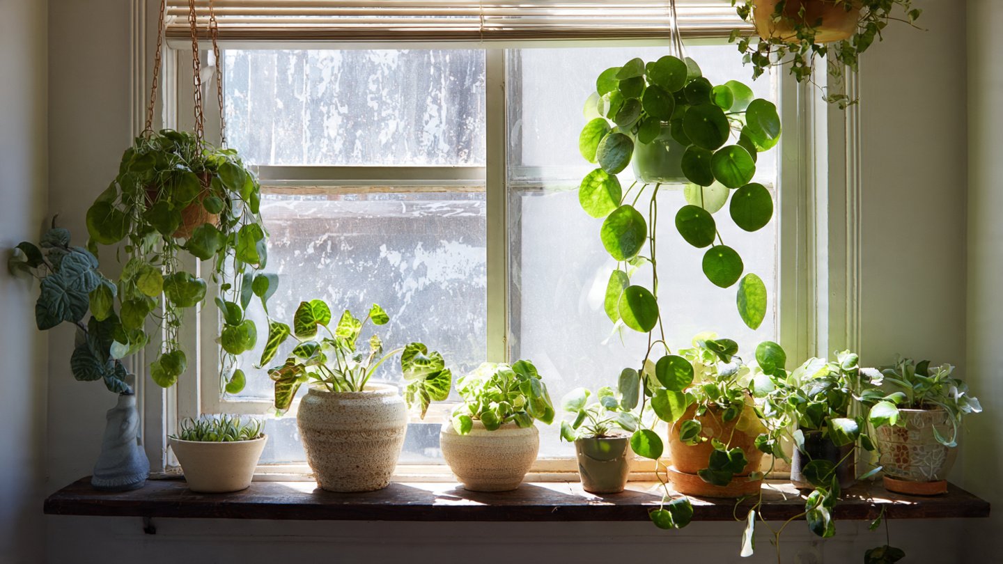 The Best Low-Light Houseplants for Making the Most of Vertical Space