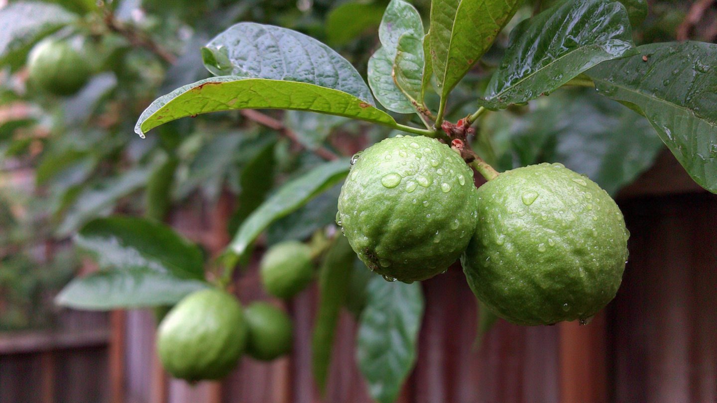 The Great Way to Grow Guava Trees: A Simple Guide for Every Home Gardener