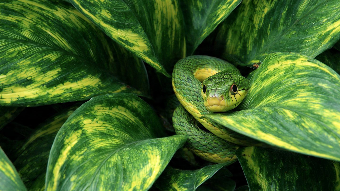 The plant that fills your garden with snakes : never plant it because it attracts them