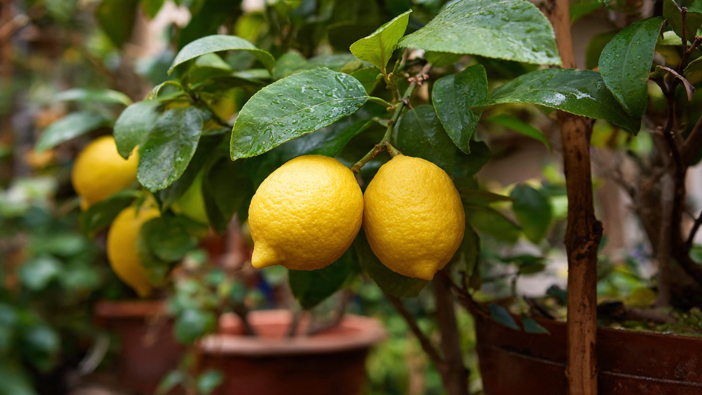 The Ultimate Guide: How to Grow Lemon Trees Successfully at Home—Even if You’re a Beginner!