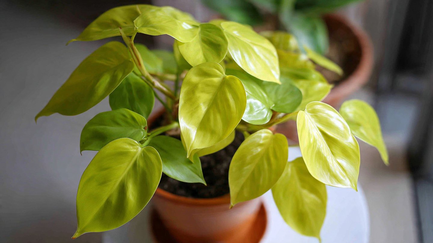 The Ultimate Guide to Successfully Growing Philodendron Lemon Lime Indoors