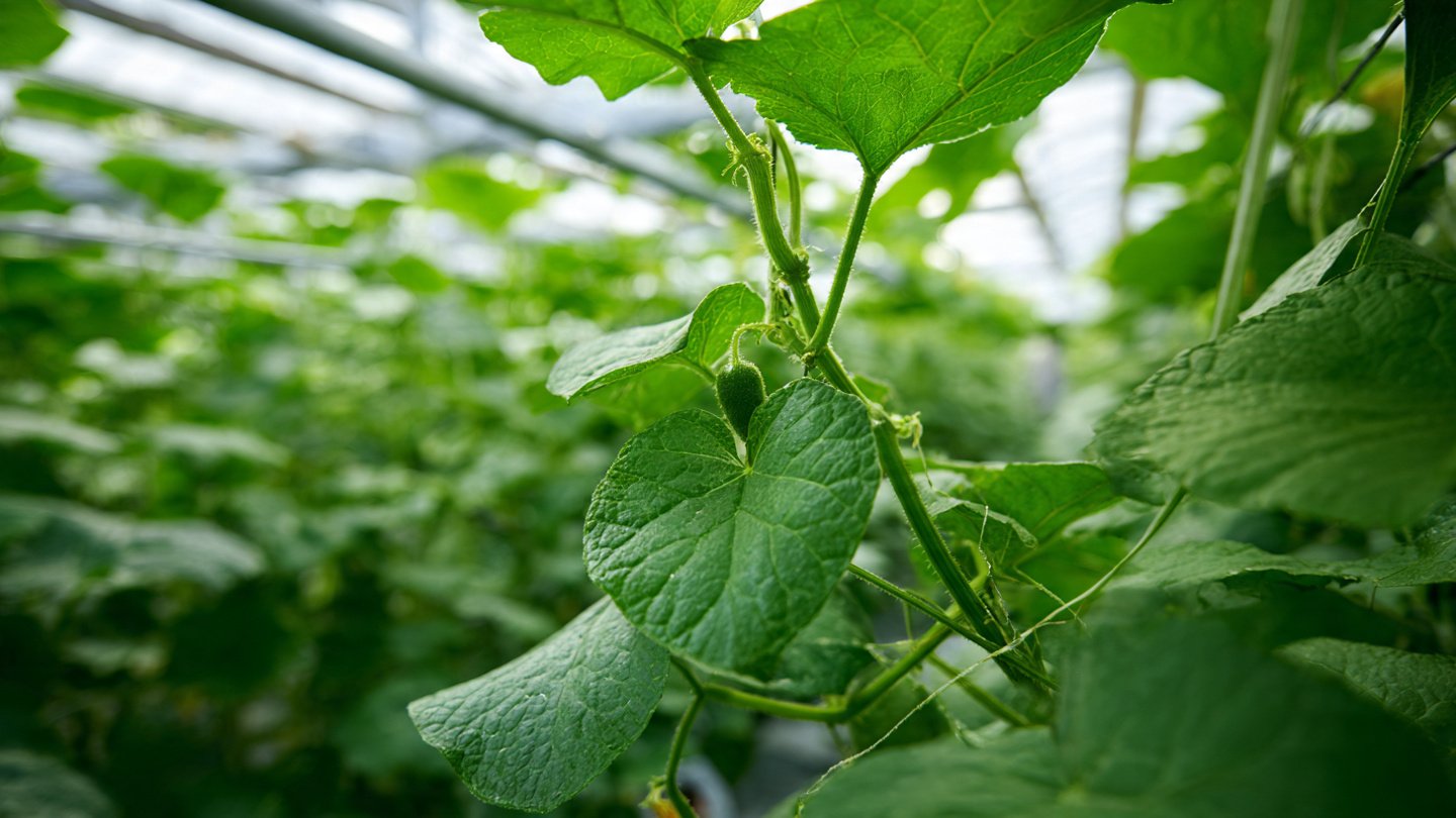 The Ultimate Guide to Training Watermelon Vines Using Simple Techniques Everyone Can Master