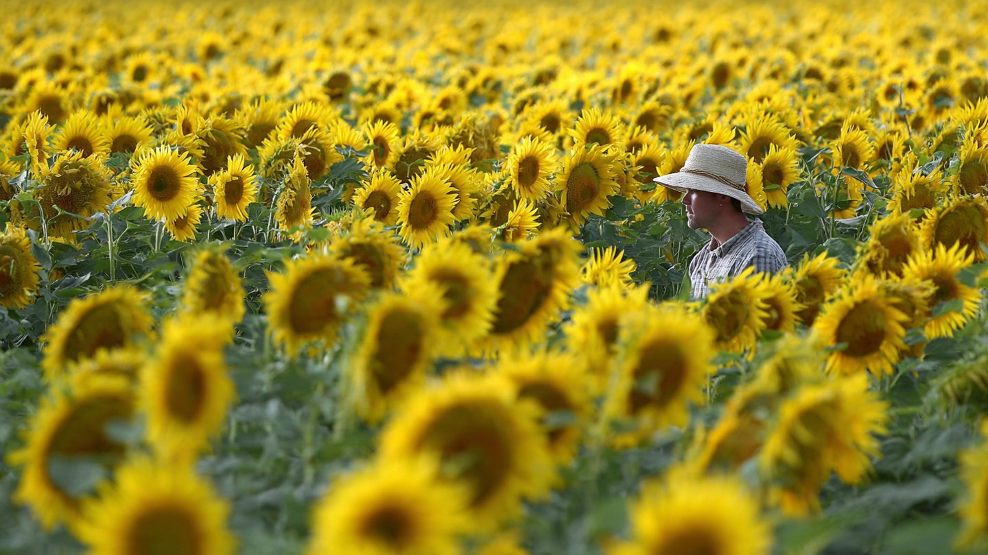 Uncovering the Secret to Cultivating World Record Giant Sunflowers