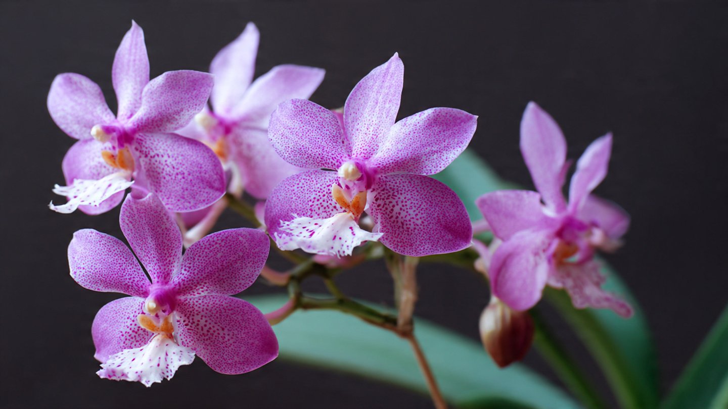 What Are the Best Secrets for Nurturing Healthy and Strong Orchid Keikis?