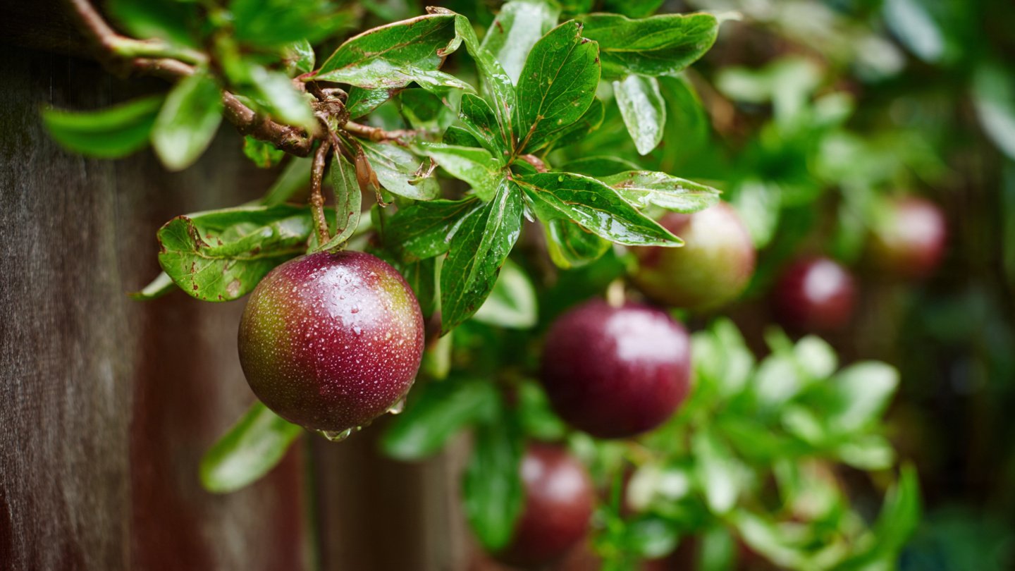 What Are the Best Tips for Growing a Vertical Passionfruit Garden on a Fence?