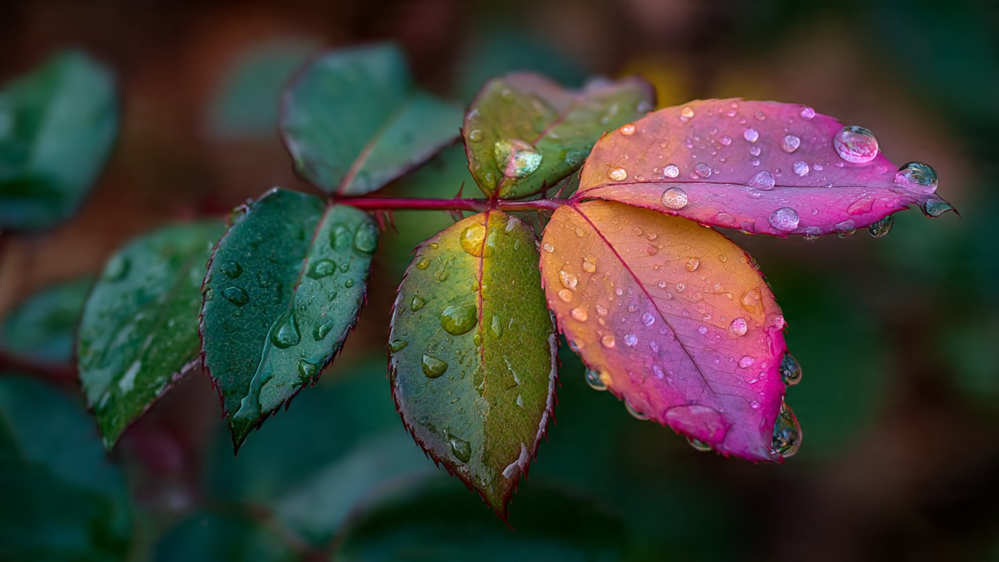 What Causes Your Rose Leaves to Fall Off in the Heat of Summer?