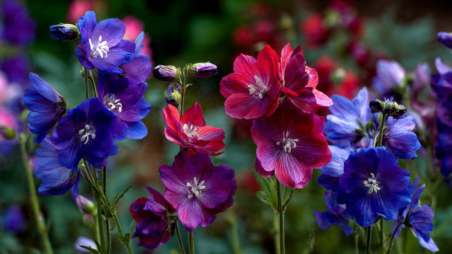 Which Flowers Thrive Best in a Traditional English Garden Propagation?