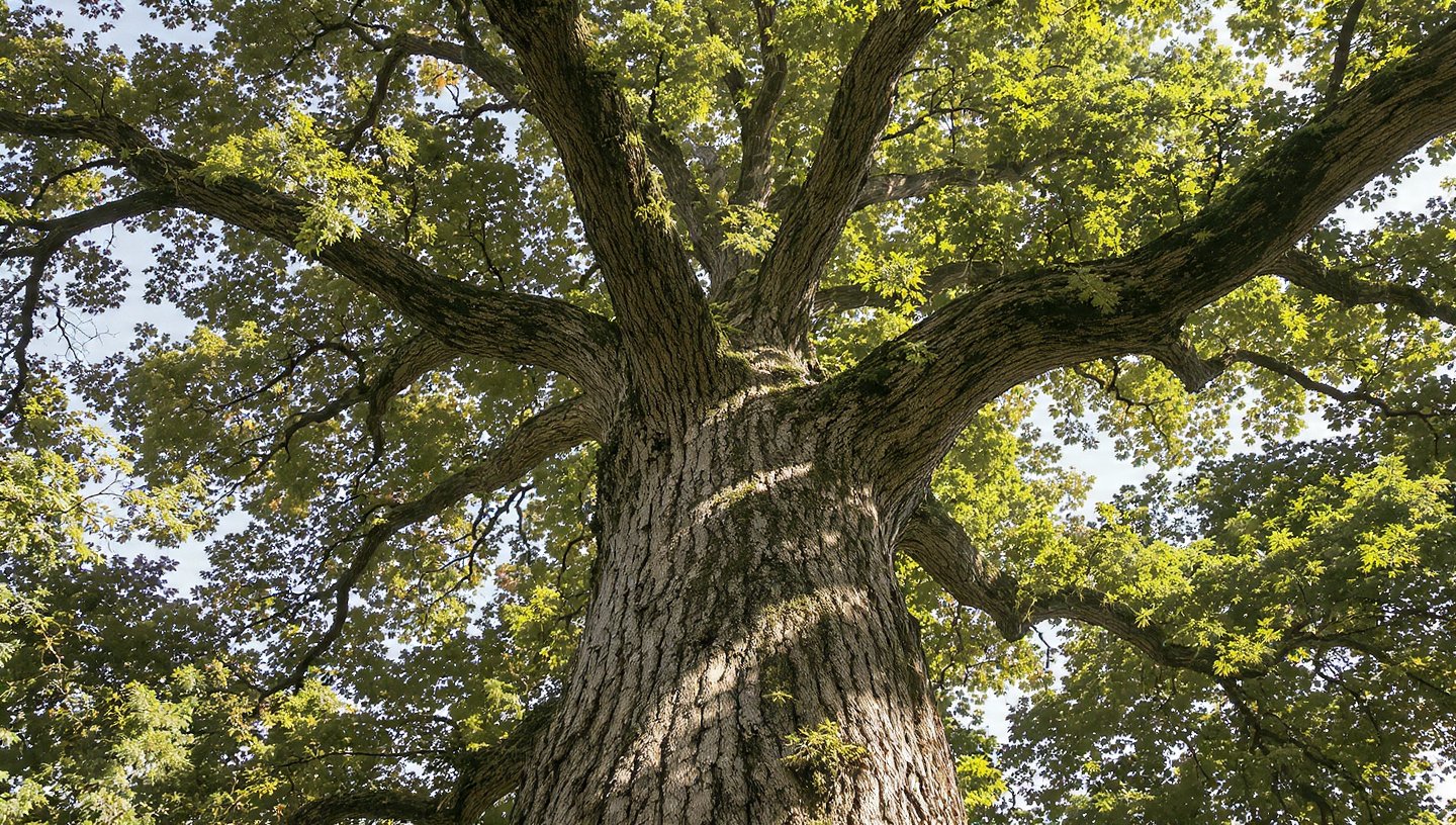 Which Tree is known as the King of Trees?