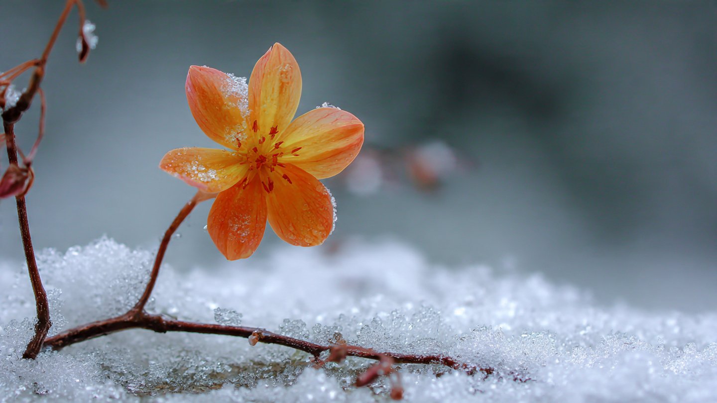 Why Does This Flower Bloom in the Snow to Brighten Winter?