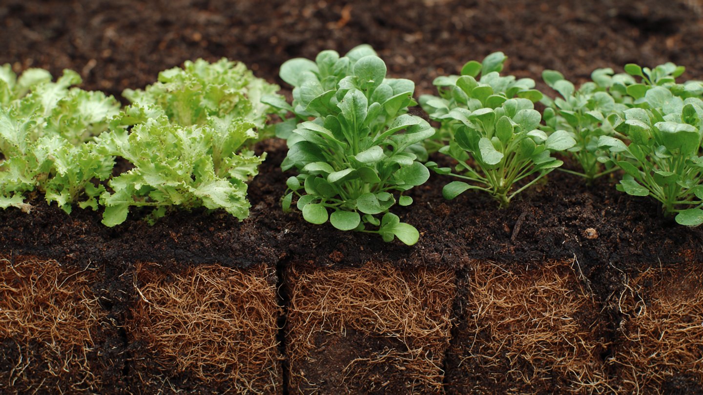 Why Does Your Garden Soil Need Aeration for Healthier Plants?