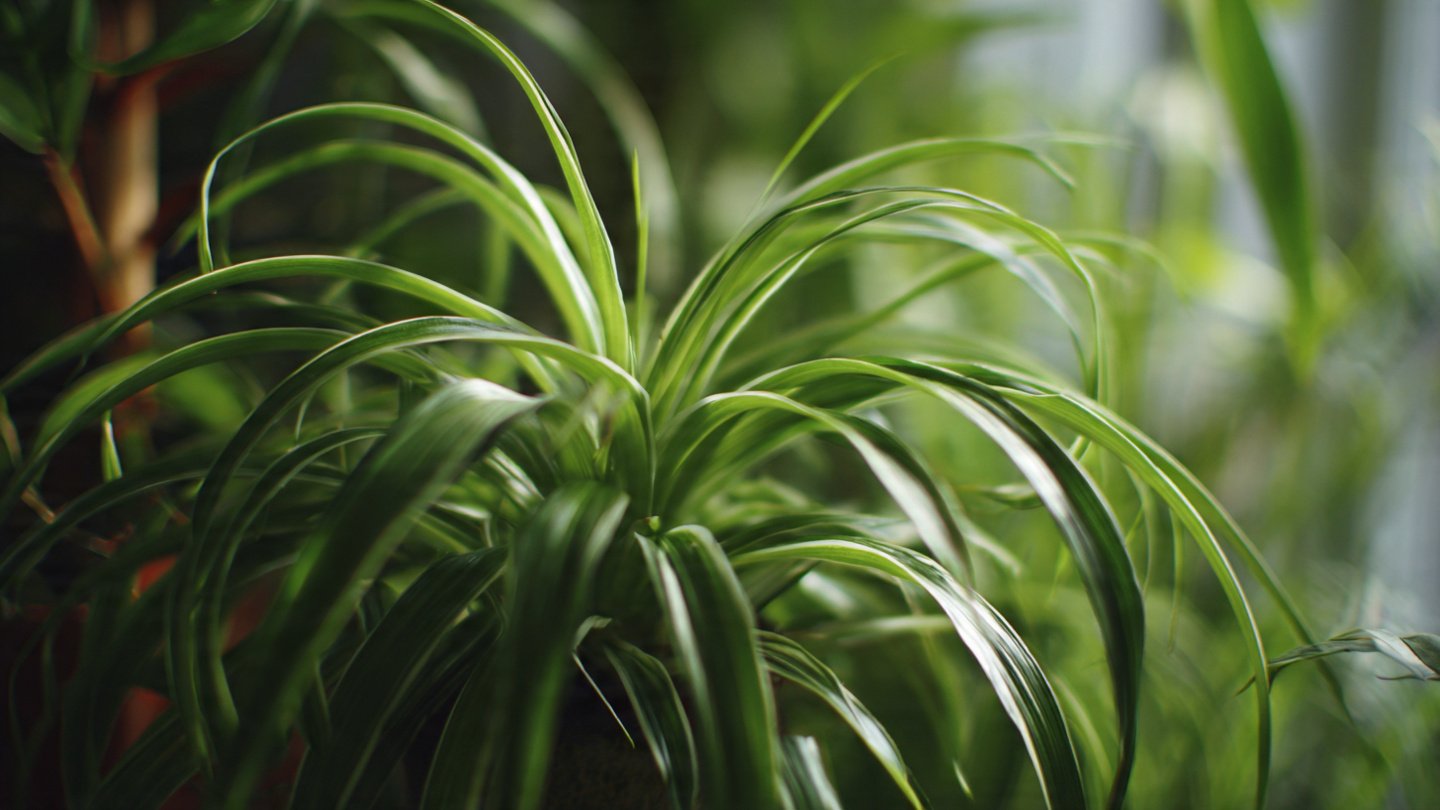 Why Is Your Spider Plant the Easiest Indoor Plant to Grow?
