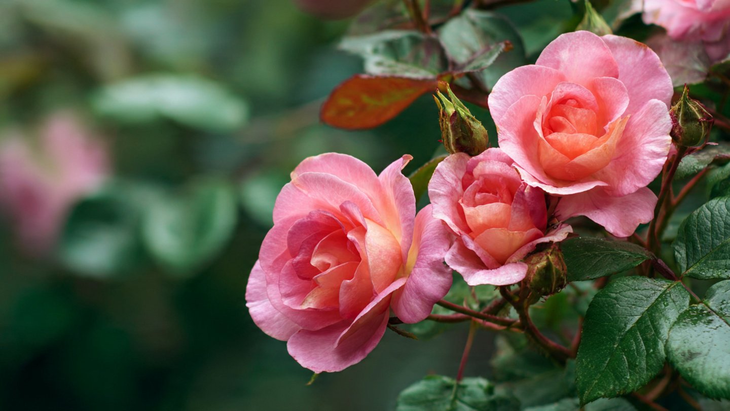 Why Now Is the Perfect Time to Propagate Roses for Better Spring Blooms — 2026 Guide