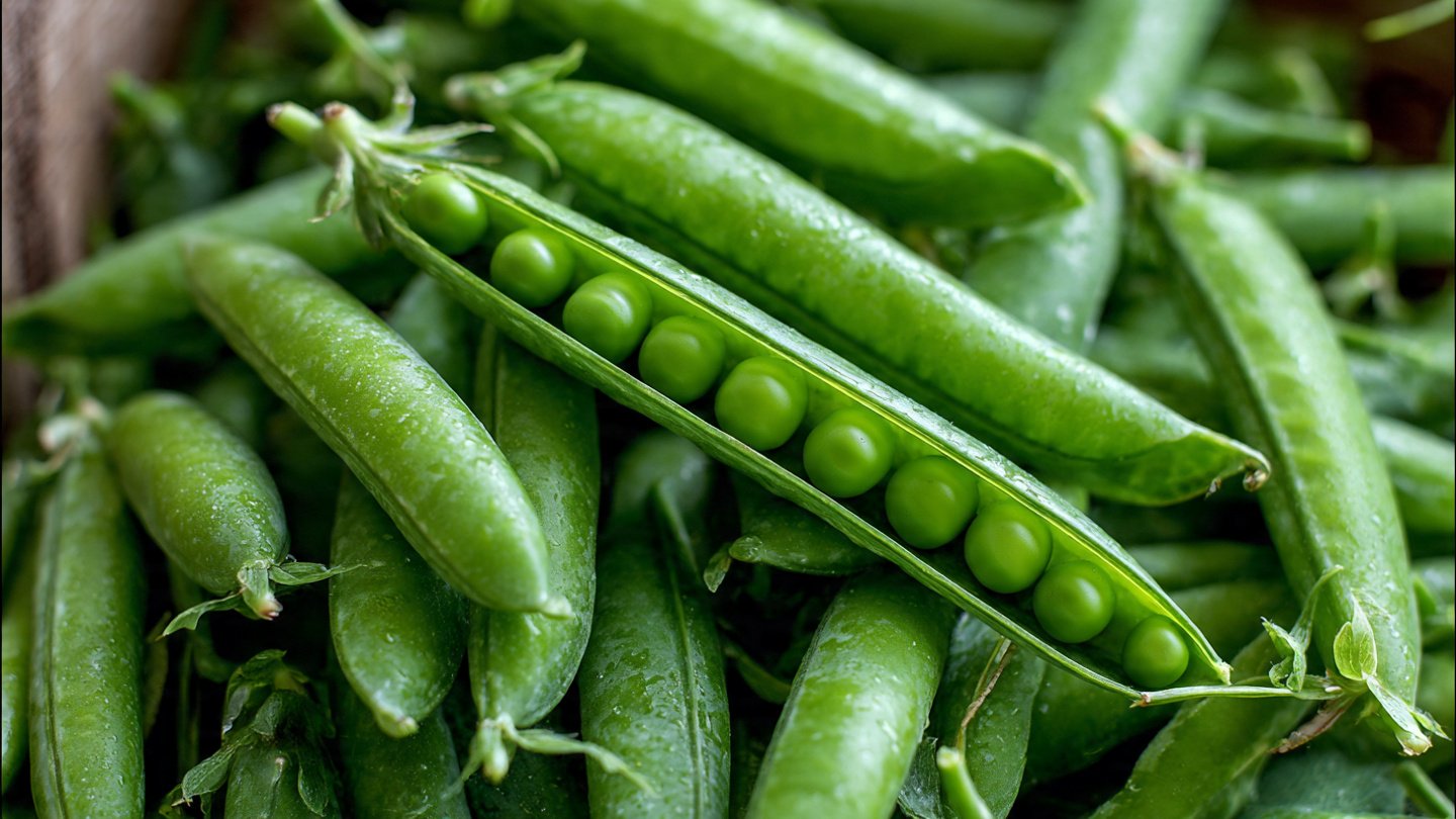 Why Should You Grow Your Own Peas for the Freshest Garden Salads?