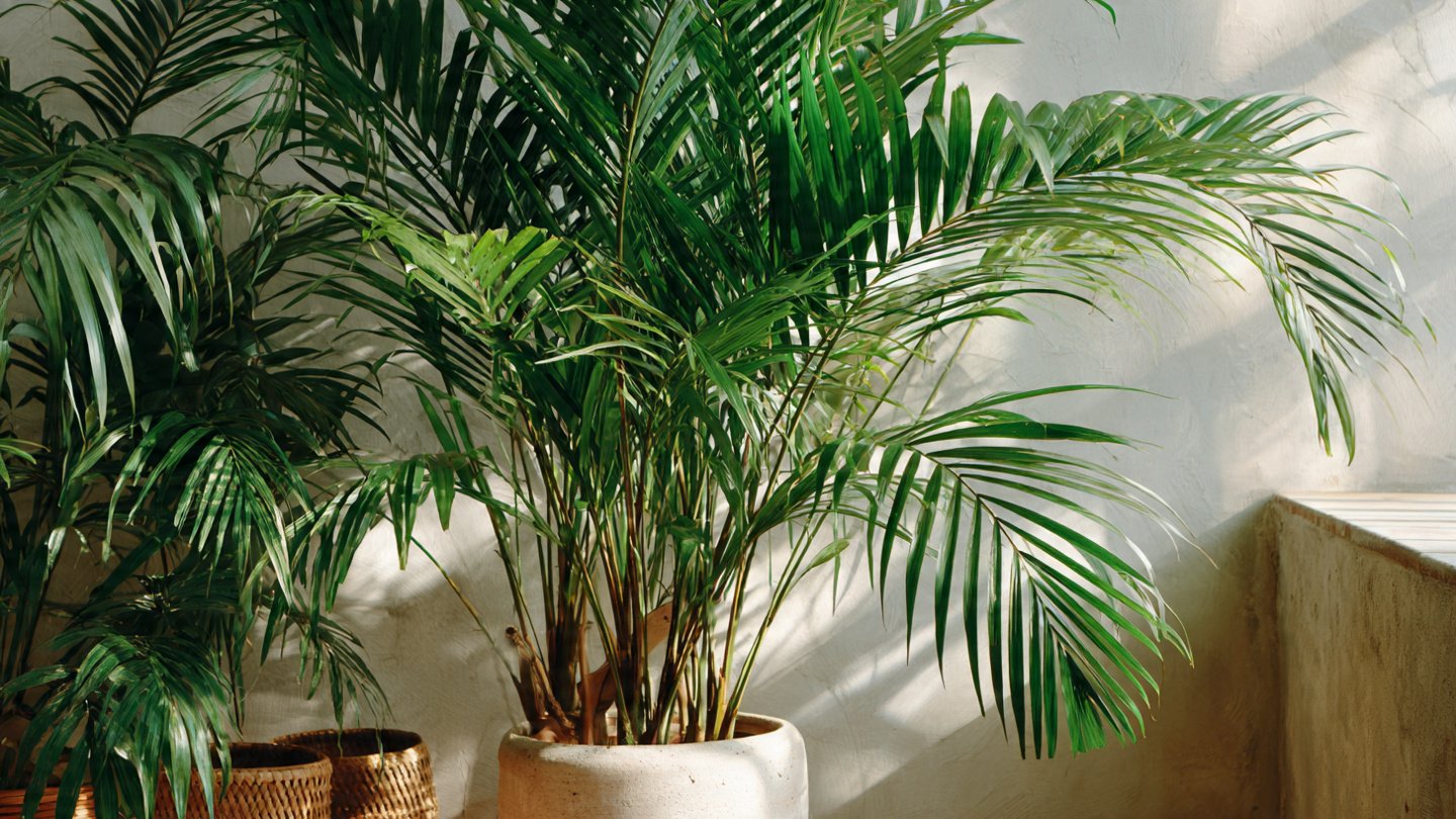 Your Simple, Foolproof Guide to Caring for Indoor Palm Plants