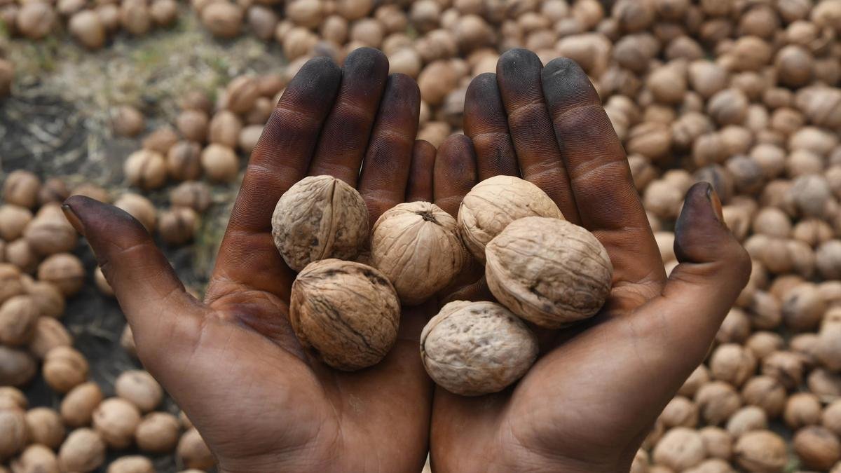 Indian Customs officials detain ship laden with 309 dry fruit containers for faking walnuts origin bl-premium-article-image