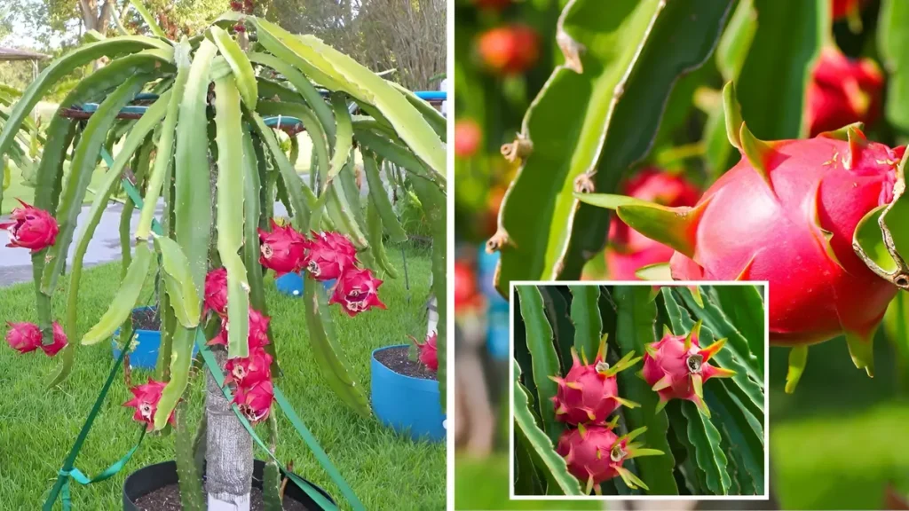 Dragon Fruit Farming 2026 Masterclass: Grow Faster, Fruit Quicker & Boost Yields at Home