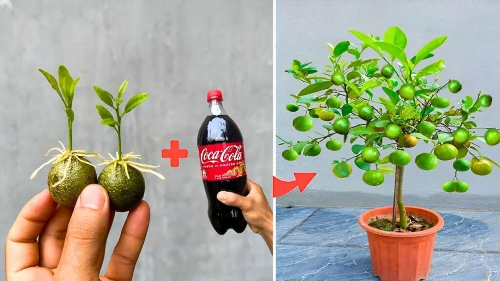 Fast Track Lemon Farming 2026: Proven Growth Blueprint for Early Fruiting & Heavy Citrus Harvests