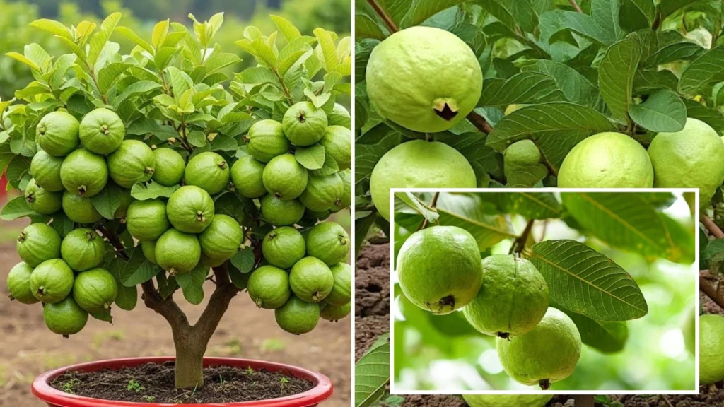 How to Grow Guava Successfully in 2026: Easy Sun, Soil & Water Hacks That Truly Work