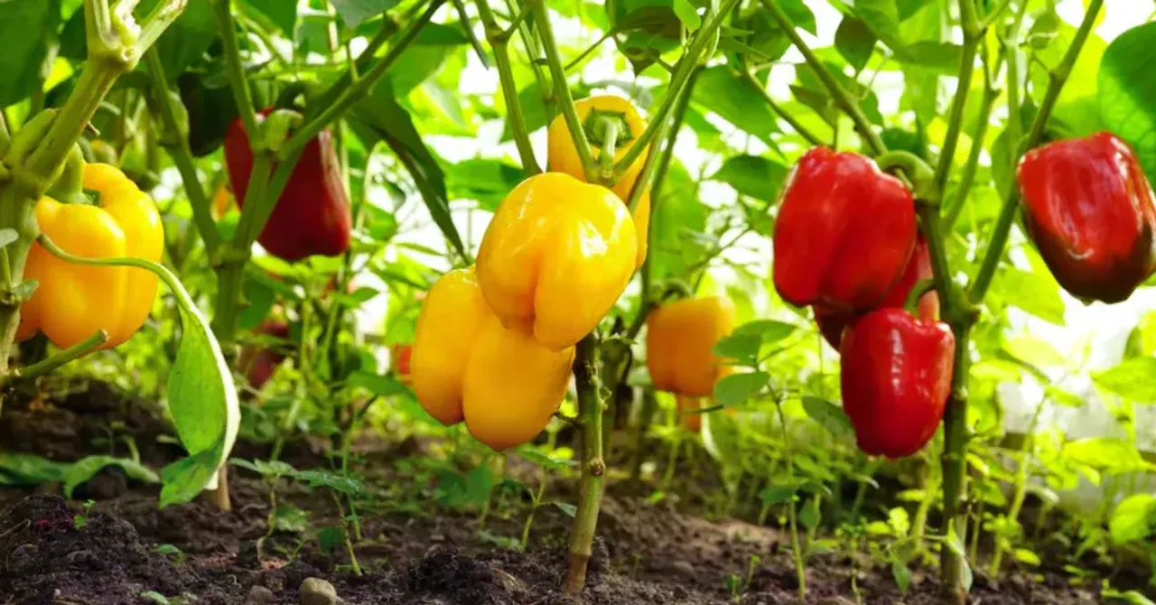 Simple Way To Teach Kids Patience: Grow Capsicum Together At Home